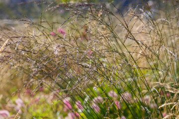 Molinia in garden. Decorative cereals and herbs in landscape design. Ornamental grasses and cereals in the herb garden.