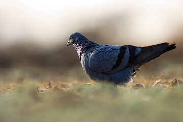 Rocke pigeon on the ground. Rock dove. Common pigeon. Columba livia. Natural background. Bird wallpaper. Abstract background.