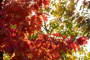 赤く色づいたアカナラの葉
