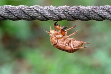 日本の夏の風景　綱渡り状態のセミの抜け殻