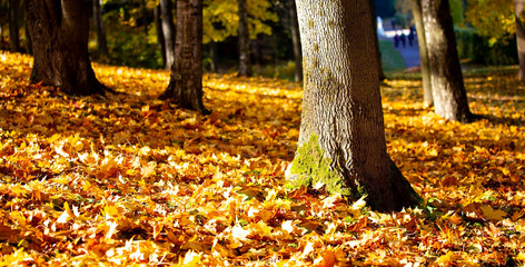 Sunlight scene of Gloden Autumn season with alley in a park as colorful trees autumn natural background.