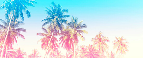 Fototapeta premium Summer of a colorful theme with palm trees background as texture frame image background