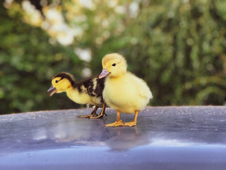 yellow and speckled little one-week-old ducklings stand outside in the summer