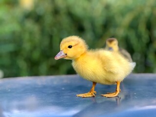 yellow and speckled little one-week-old ducklings stand outside in the summer