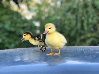 yellow and speckled little one-week-old ducklings stand outside in the summer