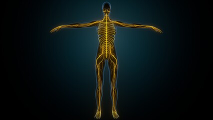 3d illustration of human body veins anatomy