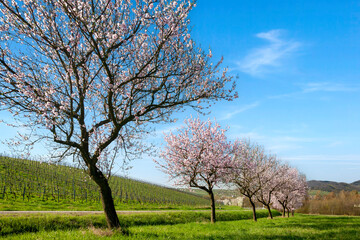 Mandelbaumblüte (Prunus dulcis), Frühling in der Südpfalz