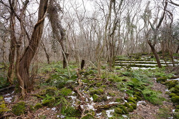 wild winter forest with fallen trees and fern