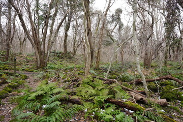 Fototapeta na wymiar wild winter forest with fallen trees and fern