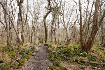 lonely winter forest with bare trees