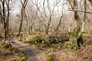 mossy trees with vines in deep forest