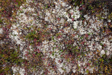 Tundra (moss field) in winter season, Terabika, Murmansk, Russia
