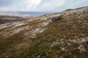 Tundra (moss field) in winter season, Terabika, Murmansk, Russia