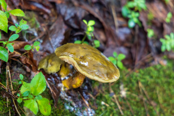 日本の岡山県新見市の鯉が窪で見つけた植物