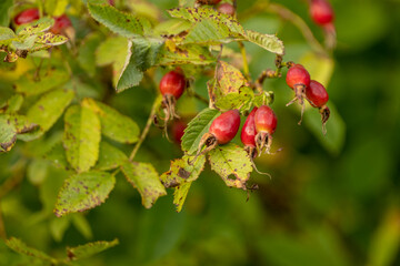 Beautiful wild rose fruits on a natural background in summer