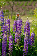 Lupinus, lupin, lupine field with pink, purple and blue flowers.