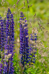 Lupinus, lupin, lupine field with pink, purple and blue flowers.