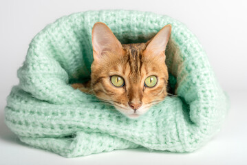 Fototapeta na wymiar Bengal cat wrapped in a sweater on a white background.