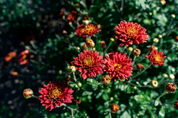 Red Korean chrysanthemum flowers in the garden