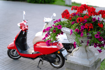 Flowers in front of scooters on the parking