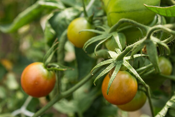 Unripe green tomatoes on branches with green leaves in a greenhouse on a sunny summer day and space for copying