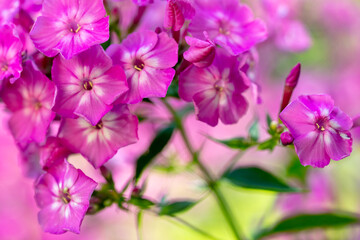Fototapeta na wymiar Pink flowering Phlox flower nature background