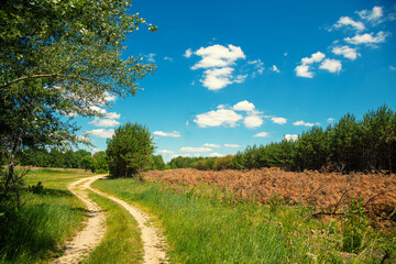Fototapeta na wymiar Rural landscape with blue sky. View of dirt road insummer