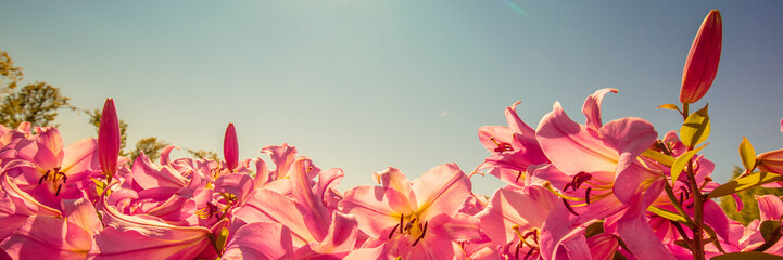 Flowering rose lilies against blue sky. Horizontal banner