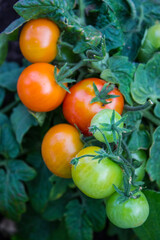 Ripe red fresh tomatoes on a branch with green leaves in a greenhouse close-up