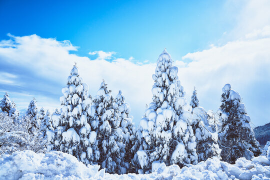 冬景色images Browse 44 293 Stock Photos Vectors And Video Adobe Stock