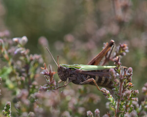 Common Green Grasshopper sat on heather.