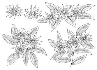 Star anise flower graphic black white isolated sketch illustration vector 