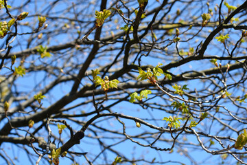 Red horse chestnut