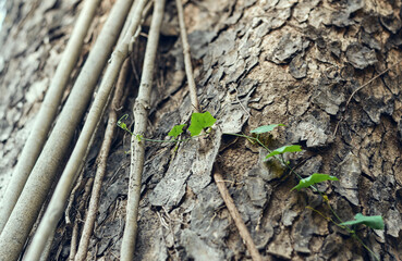 A young plant shoot climbing through weathered tree bark, with closeup of wooden textures. Shot taken at Acharya Jagadish Chandra Bose Indian Botanic Garden in Shibpur, Howrah. 