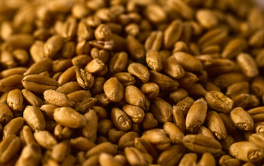 Macro photo of a mountain of wheat grains