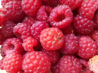 Ripe red raspberries for breakfast