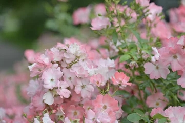 Selbstklebende Fototapeten Khaki Pink spring and summer backgrounds for wallpaper for a room for a wall or photo wallpaper of a garden landscape with flowers or for a website or a monitor screen  © Mina