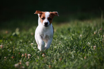 Jack Russell Terrier - obrazy, fototapety, plakaty