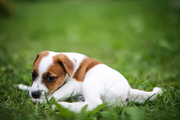 Jack Russell Terrier