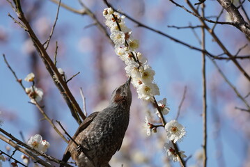 Brown-eared Bulbul