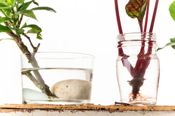 Homemade rooting plant, water propagation in glass