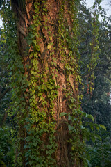 lush green leaves of different varieties of uncultivated plants