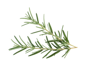 Fototapeta premium Rosemary isolated on white background