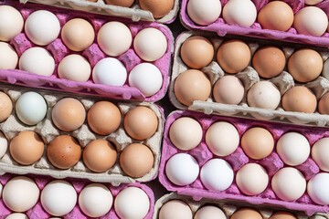 Open egg box with fresh organic multi colored eggs in carton cardboard packs or containers. Small farm in the countryside. Bio eggs in cell egg tray