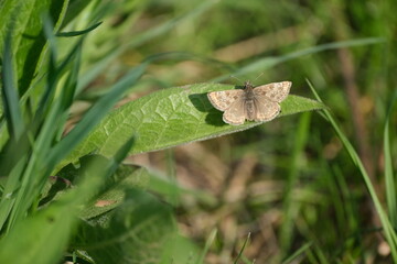 Dingy skipper moth resting on a leaf in nature close up of a small brown butterfly