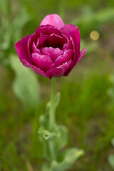 Burgundy lush tulip. Pink tulips in a flower bed. Double Flowering Tulips. Nightwatch Tulip Double Late Midnight Magic. Flowerbed in the garden. Beautiful spring flowers. Floral background. Gardening