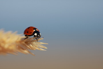Ladybird on grass tip