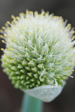 葱坊主 葱坊主」の写真素材 | 377件の無料イラスト画像 | Adobe Stock