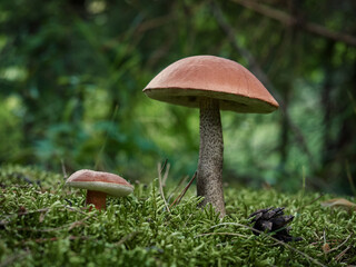 A forest brown mushroom in a natural background . High quality photo