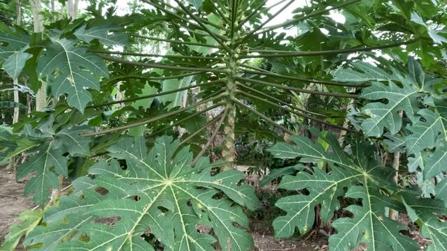 Papaya tree with female flowers that will become fruit, flowers turn into fruit after pollination
